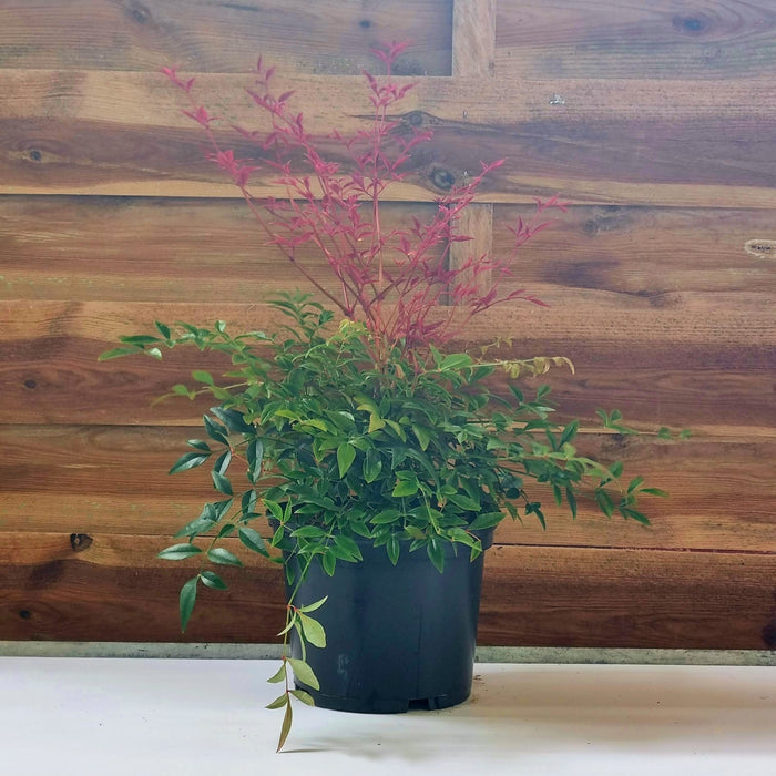 NANDINA domestica 'Obsessed'