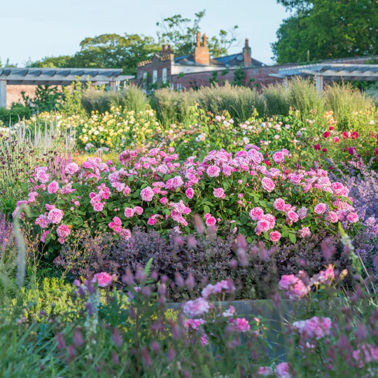 DAVID AUSTIN ROSES - Gertrude Jekyll