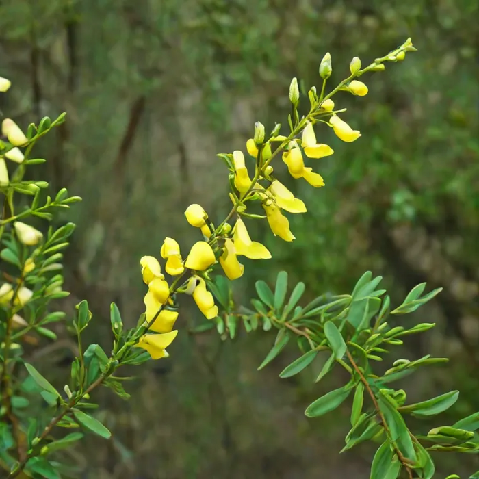 CYTISUS Vanesse 17cm