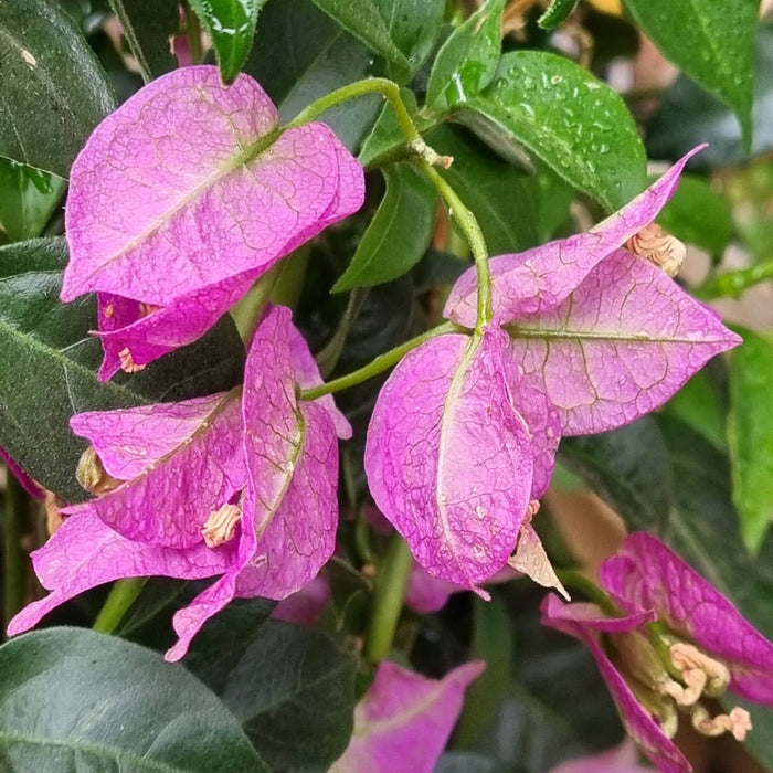 BOUGAINVILLEA  Pyramid