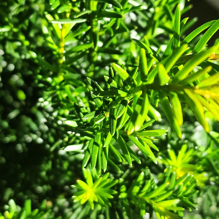 TAXUS baccata 21cm