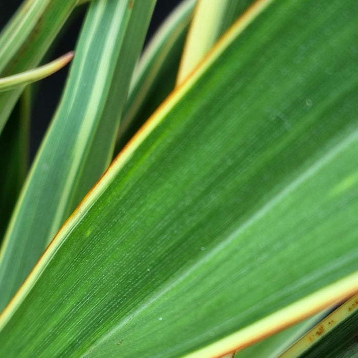 PHORMIUM  'Rubra Nana' 14cm