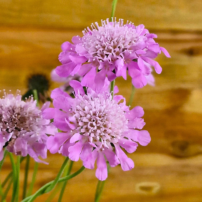 SCABIOSA Pink Mist 3ltr