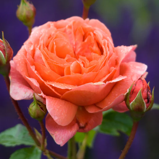 DAVID AUSTIN ROSES - Rose Summer Song