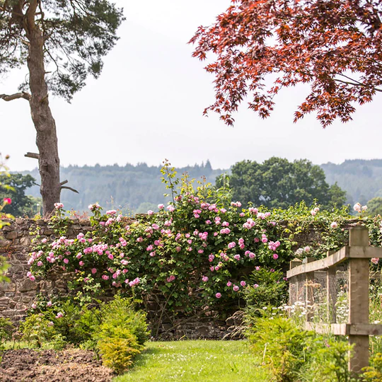 DAVID AUSTIN ROSES - Constance Spry Climbing