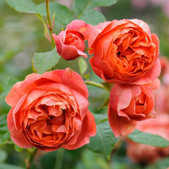 DAVID AUSTIN ROSES - Rose Summer Song