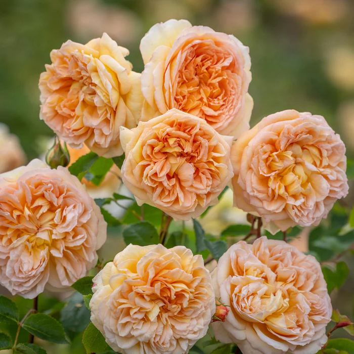 DAVID AUSTIN ROSES - Bathsheba Climbing