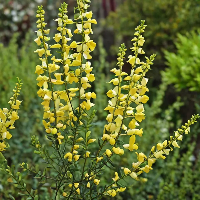 CYTISUS 'Luna' 17cm