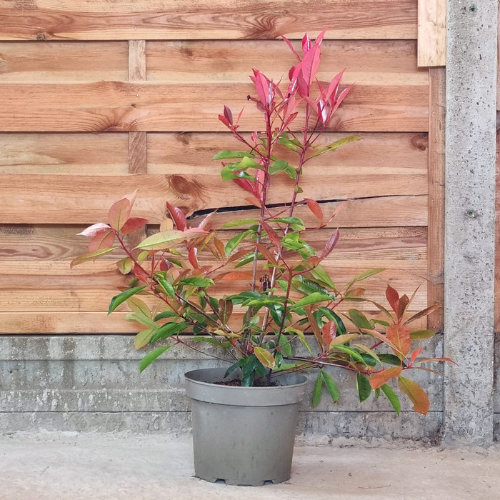 VE PHOTINIA 'Fraseri Red Robin' 23cm