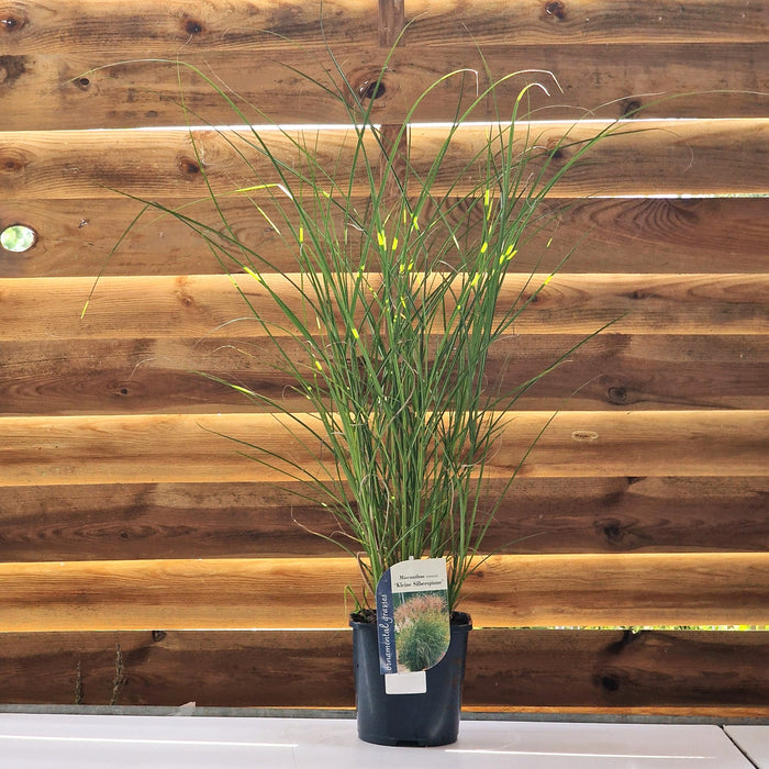 MISCANTHUS Kleine Silberspinne 2ltr