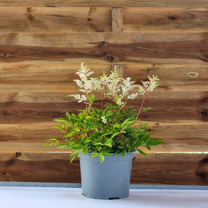 ASTILBE  'Astary White'