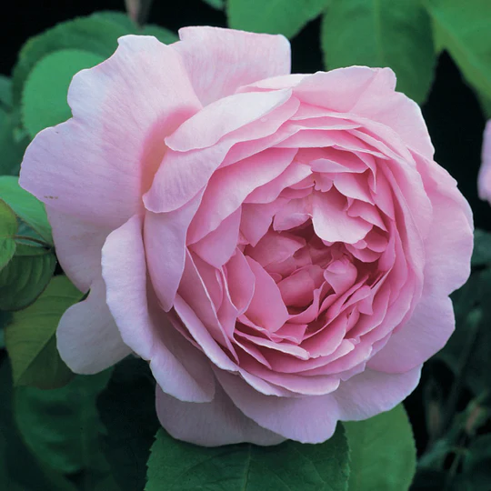 DAVID AUSTIN ROSES - Constance Spry Climbing