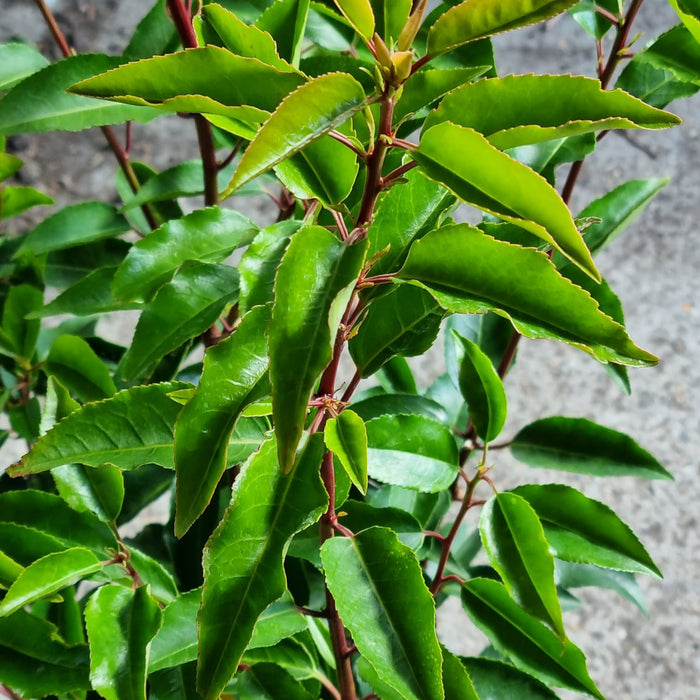 VANE PRUNUS  'Lusitanica Angustifolia' 19cm