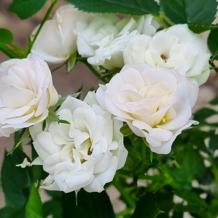 WHITE Mini Standard Patio Roses