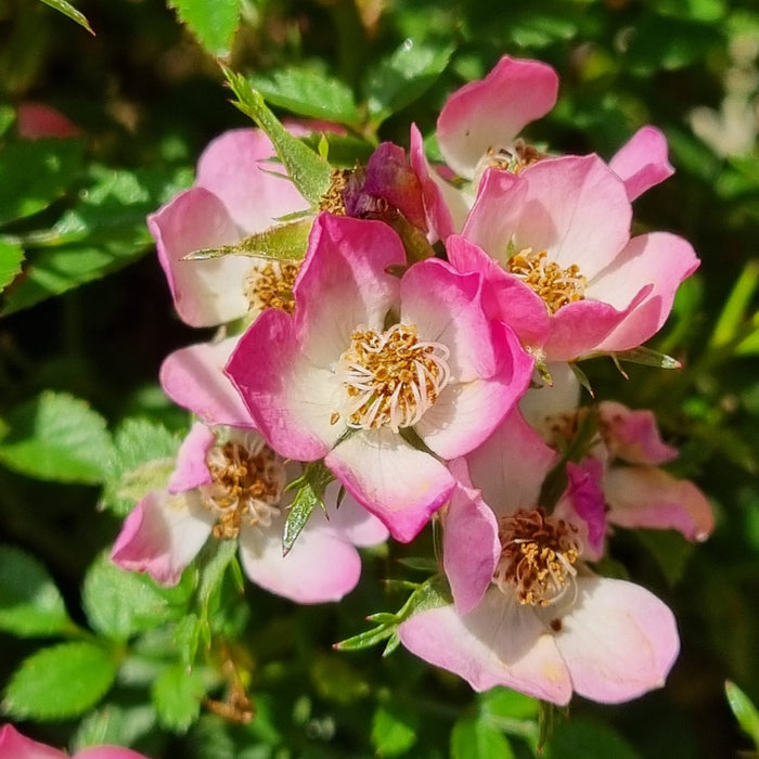 BUSH ROSE - Cutie Pie