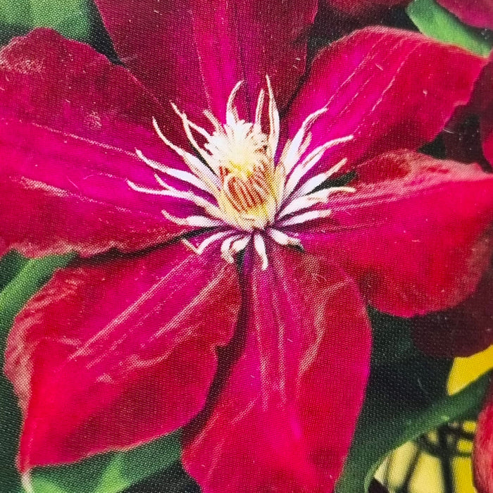 CLEMATIS Rouge Cardinal 3L