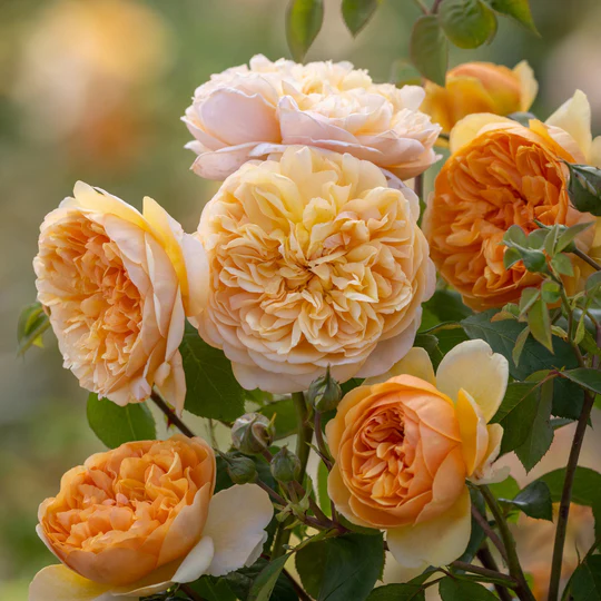 DAVID AUSTIN ROSES - Bring Me Sunshine 6ltr