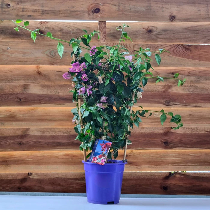 BOUGAINVILLEA  Pyramid