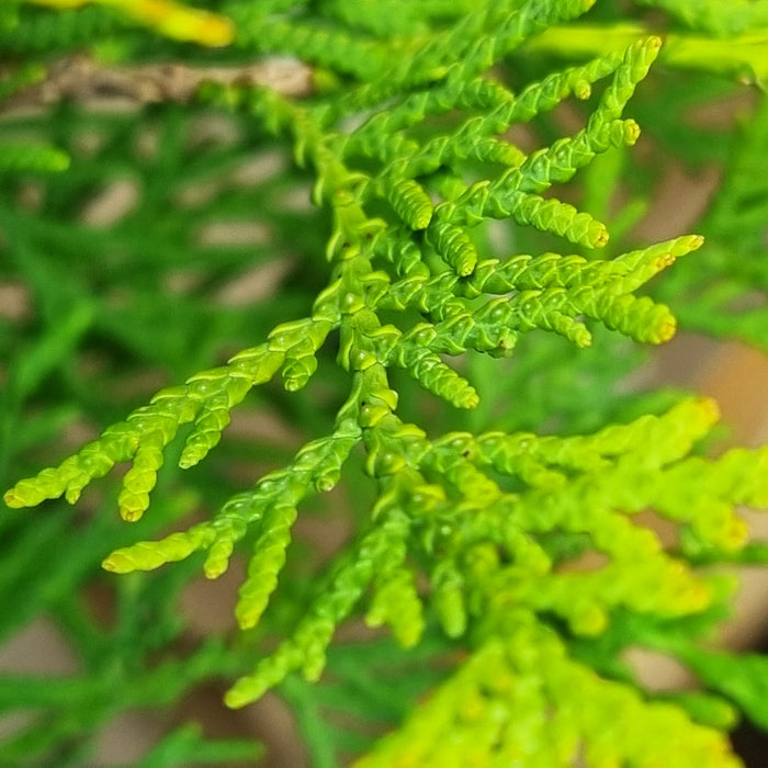 THUJA occ. 'Golden Globe' 2ltr