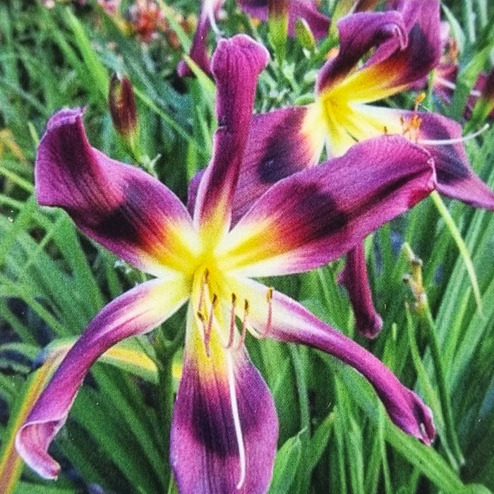 HEMEROCALLIS 'Chokecherry Mountain' 17cm