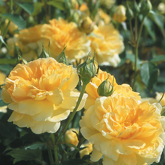 DAVID AUSTIN ROSES - Molineux