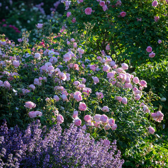 DAVID AUSTIN ROSES - Scepter'd Isle