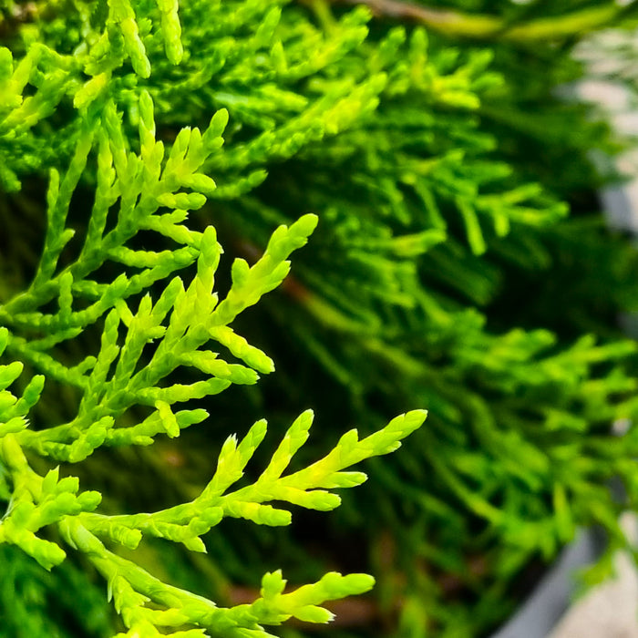 JUNIPERUS media 'Old Gold' 2ltr