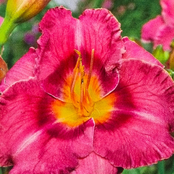 HEMEROCALLIS 'Always Liberty' 17cm