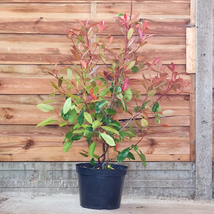 PHOTINIA Fraseri Red Robin