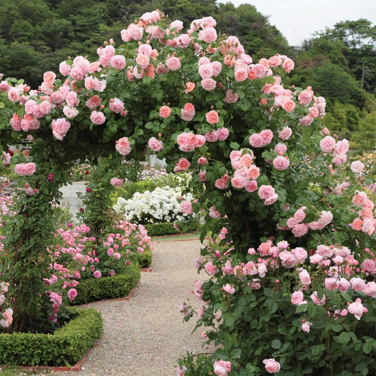 DAVID AUSTIN ROSES - Strawberry Hill