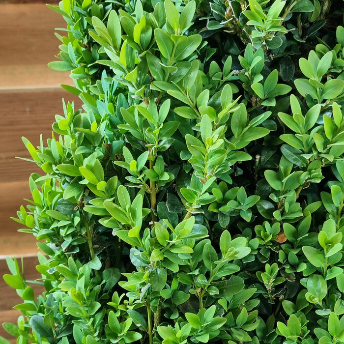 BUXUS  Sempervirens 80/90 Pyramid