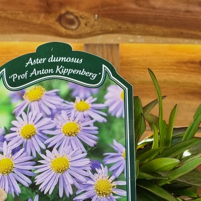 ASTER (D) 'Prof. Anton Kippenberg' 2ltr