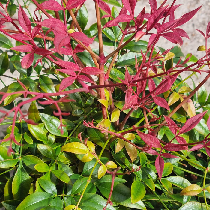 NANDINA domestica 'Obsessed'