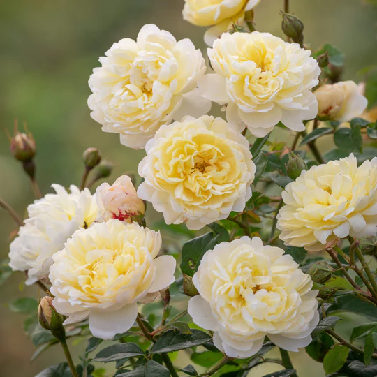 DAVID AUSTIN ROSES - Nye Bevan