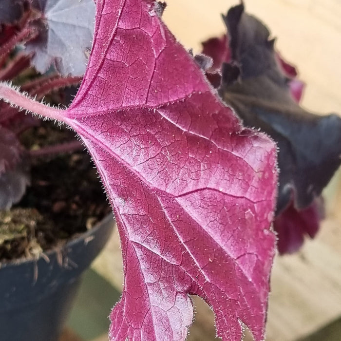 VAN HEUCHERA 'Timeless Night'®