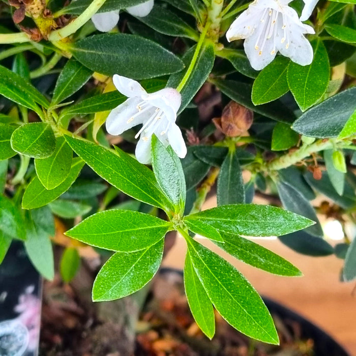 RHODODENDRON 'Bloombux' 2L