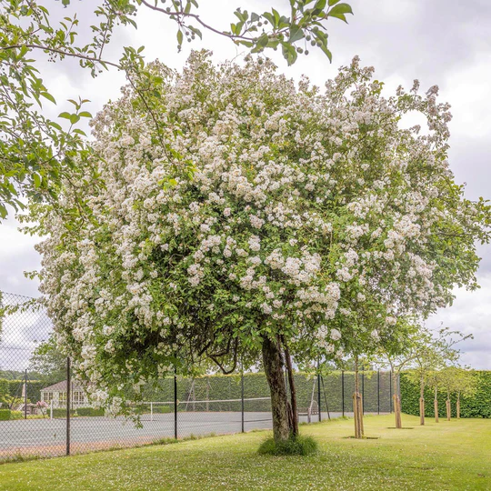 DAVID AUSTIN ROSES - Rambling Rector