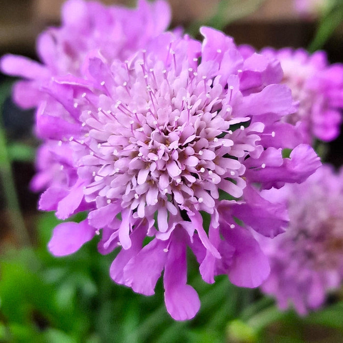 SCABIOSA Pink Mist 3ltr