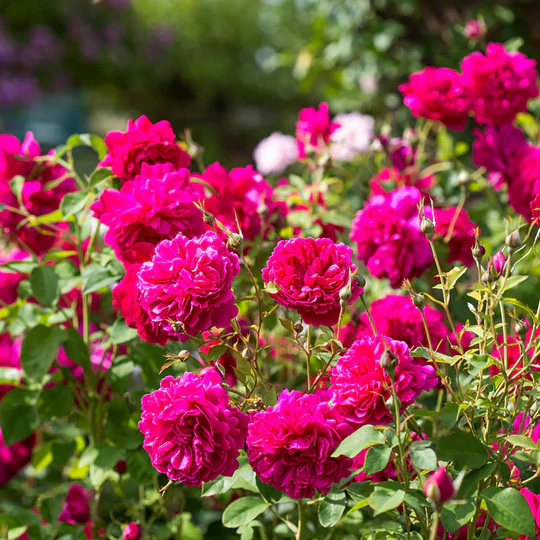 DAVID AUSTIN ROSES - Thomas A' Becket