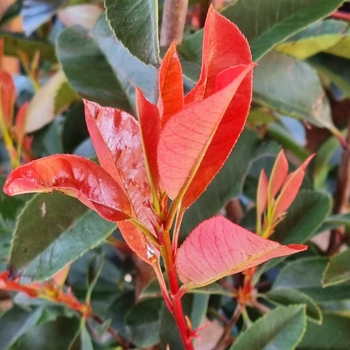 PHOTINIA  X. Fraseri Red Robin 175cm+