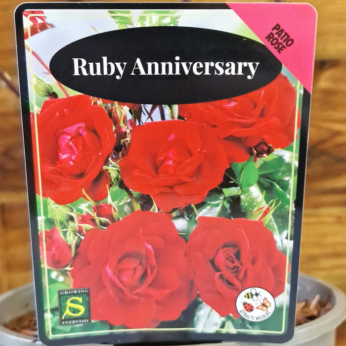 ROSE Ruby Anniversary - Celebration 3ltr