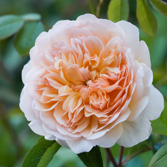 DAVID AUSTIN ROSES - Port Sunlight