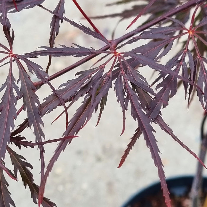 ACER  Palmatum Firecracker 3l