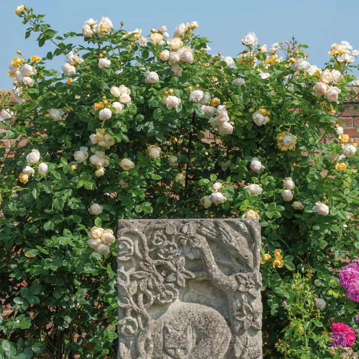 DAVID AUSTIN ROSES -  Wollerton Old Hall CLG