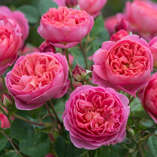 DAVID AUSTIN ROSES -  Boscobel