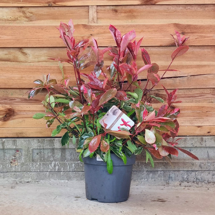 PHOTINIA  X Fraseri Pink Marble