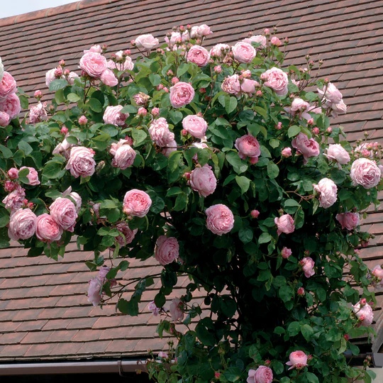 DAVID AUSTIN ROSES - Constance Spry Climbing