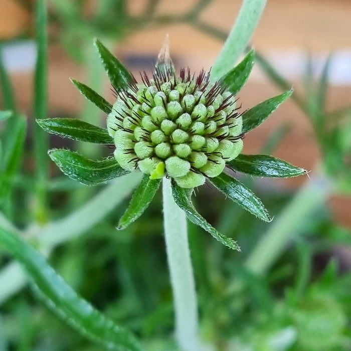 VE SCABIOSA 'Colum. Mariposa Blue' 17cm