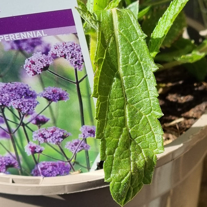 VERBENA bonariensis 2ltr