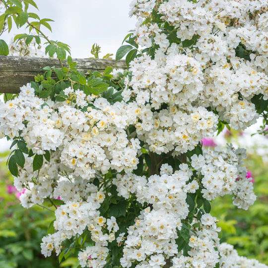 DAVID AUSTIN ROSES - Rambling Rector